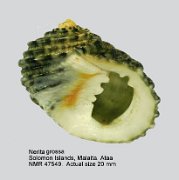 Nerita grossa (4)